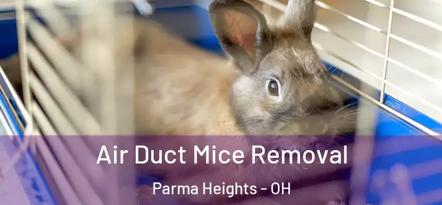  Air Duct Mice Removal Parma Heights - OH